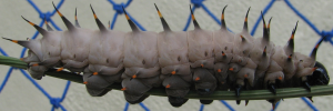 Ornithoptera priamus euphorion - Final Larvae
